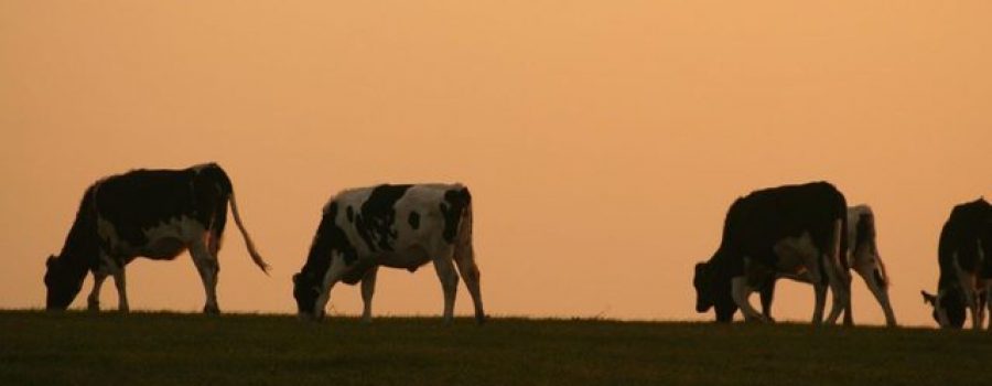Cows at Sunset